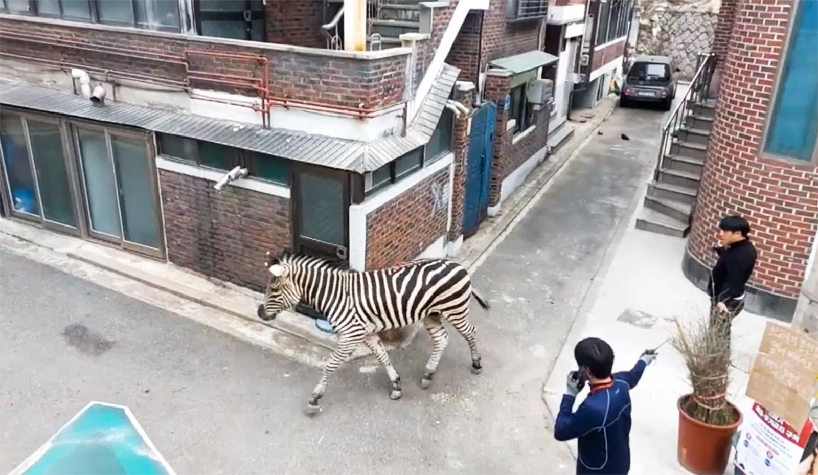 A man zebra damaged loosened in Southern Korea’s funding on Thursday