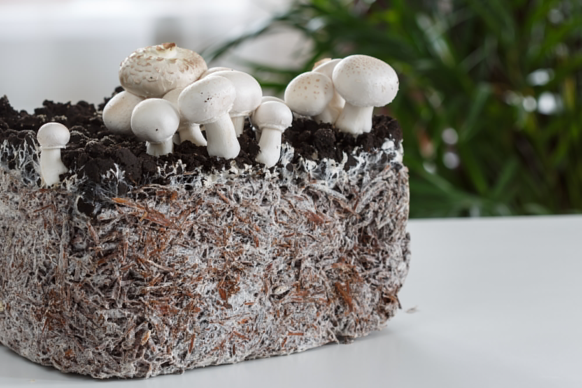 Through Expanding the Mushroom Mycelium