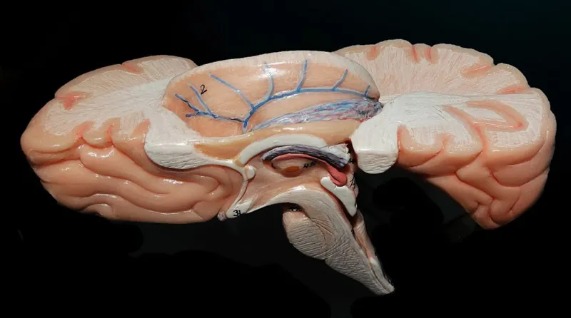 Indian scientists are mapping the brain’s last frontier